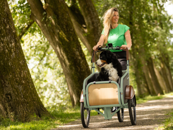 Compact groen bernerhond sfeer