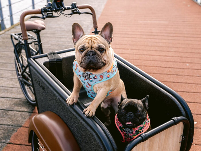 Compact zwart hondjes sfeer